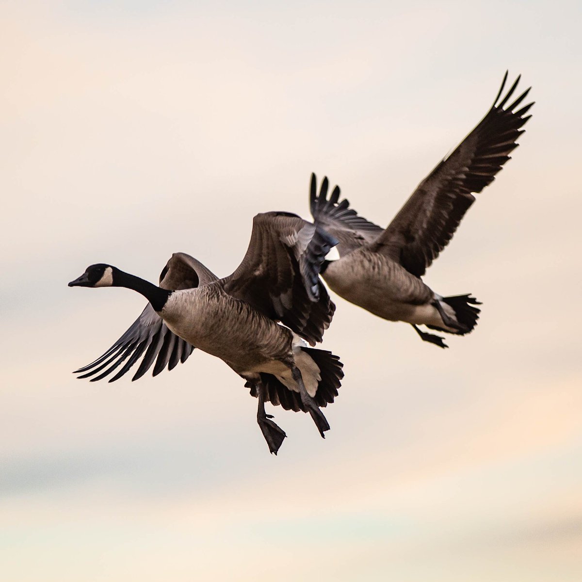 DeltaWaterfowl's tweet photo. USDA Effectively Closes Import of Hunter Harvested Game Birds From Canada. Learn more at: https://t.co/inzRLJ9eF5
#deltawaterfowl #birdflu #waterfowling #duckhunters #theduckhuntersorg https://t.co/7Ei2off5wU