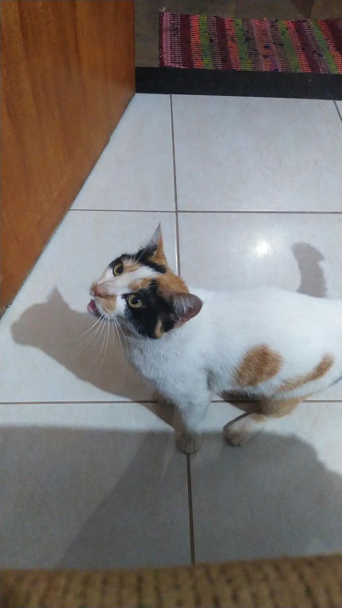agrotoxicadms's tweet image. *ENCONTRADA*
essa gatinha está perdida, veio parar aqui em casa no dia 18 de agosto (setor Fama), ela é muito limpinha, castrada (tem cicatriz na barriga), muito carinhosa, até agora não conseguimos chegar no dono, ela mia muito, tem dia que não quer comer 🥺🥺
RT pra ajudar pf