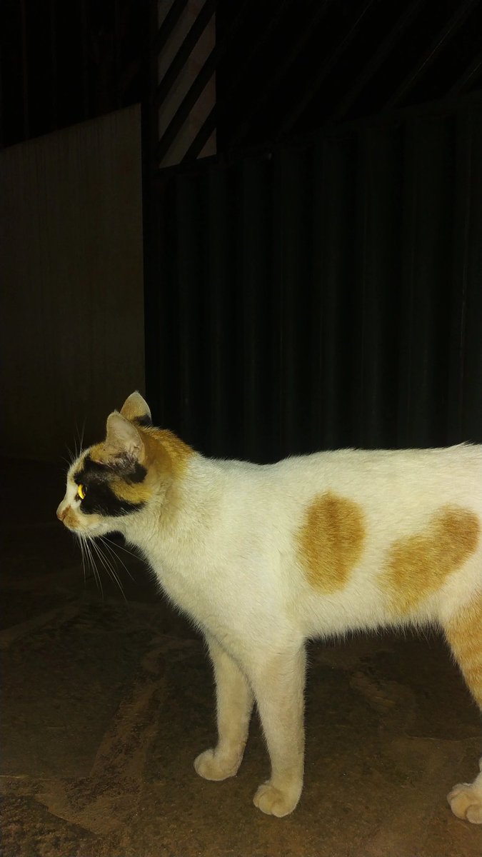 agrotoxicadms's tweet image. *ENCONTRADA*
essa gatinha está perdida, veio parar aqui em casa no dia 18 de agosto (setor Fama), ela é muito limpinha, castrada (tem cicatriz na barriga), muito carinhosa, até agora não conseguimos chegar no dono, ela mia muito, tem dia que não quer comer 🥺🥺
RT pra ajudar pf