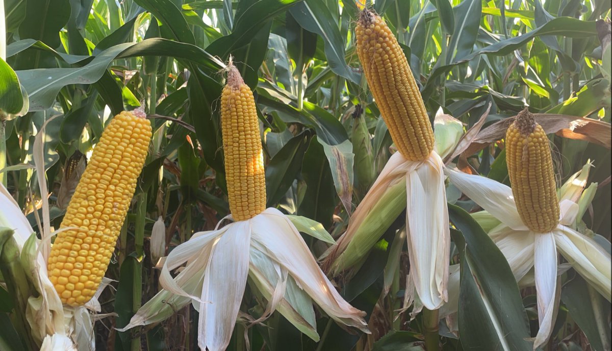 LaurenBotine's tweet photo. Stopped at plot on the way home from a Friday afternoon meeting and just had to admire the consistency of 210-46STX/VT2P from plot to plot, field to field and plant to plant. It’s just good corn. 😊 https://t.co/6IDEInLXAM
