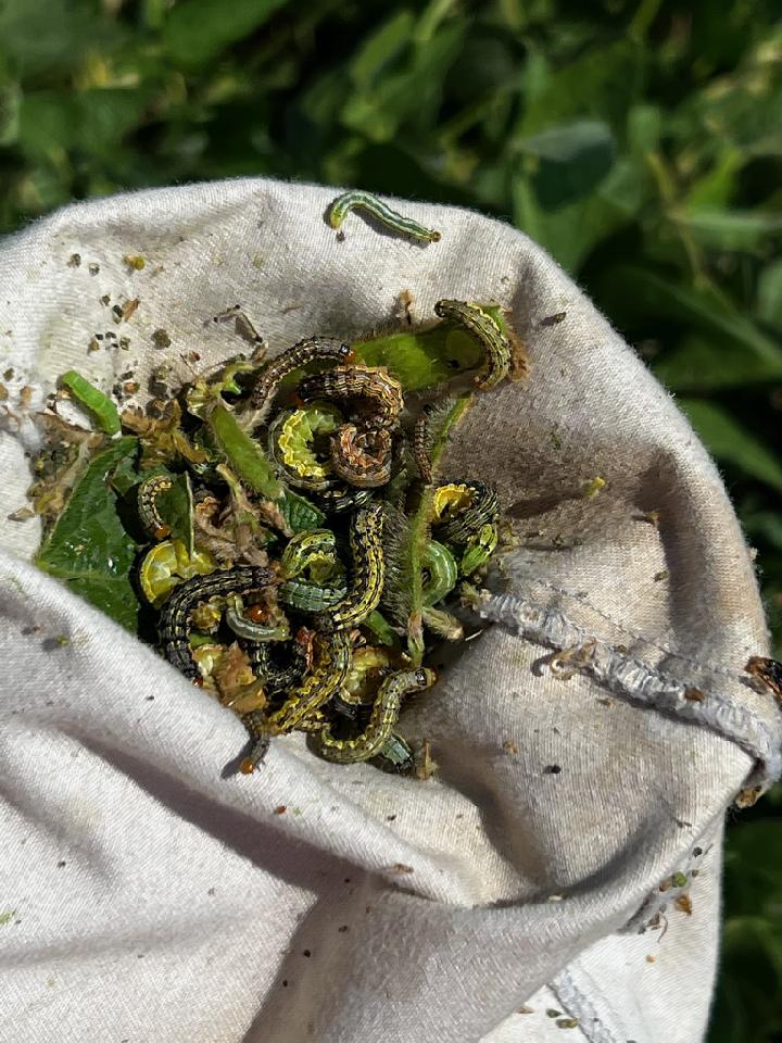 David Owens tweet media