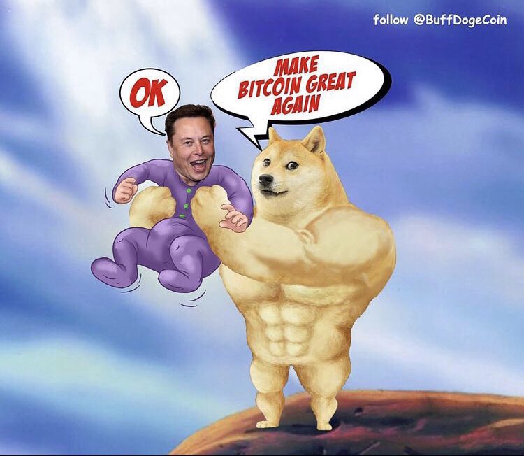 BuffDogeArmy tweet media