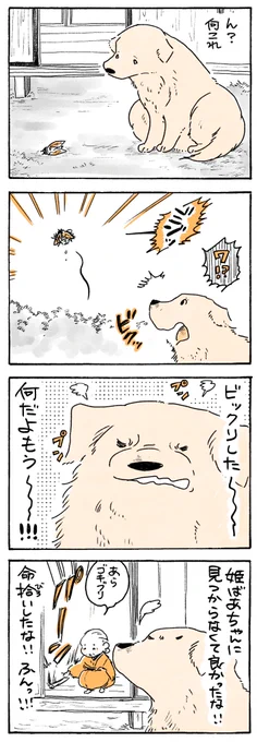 セミファイナルシーズン到来💥

#姫ばあちゃんとナイト
(単行本発売中🙌) 