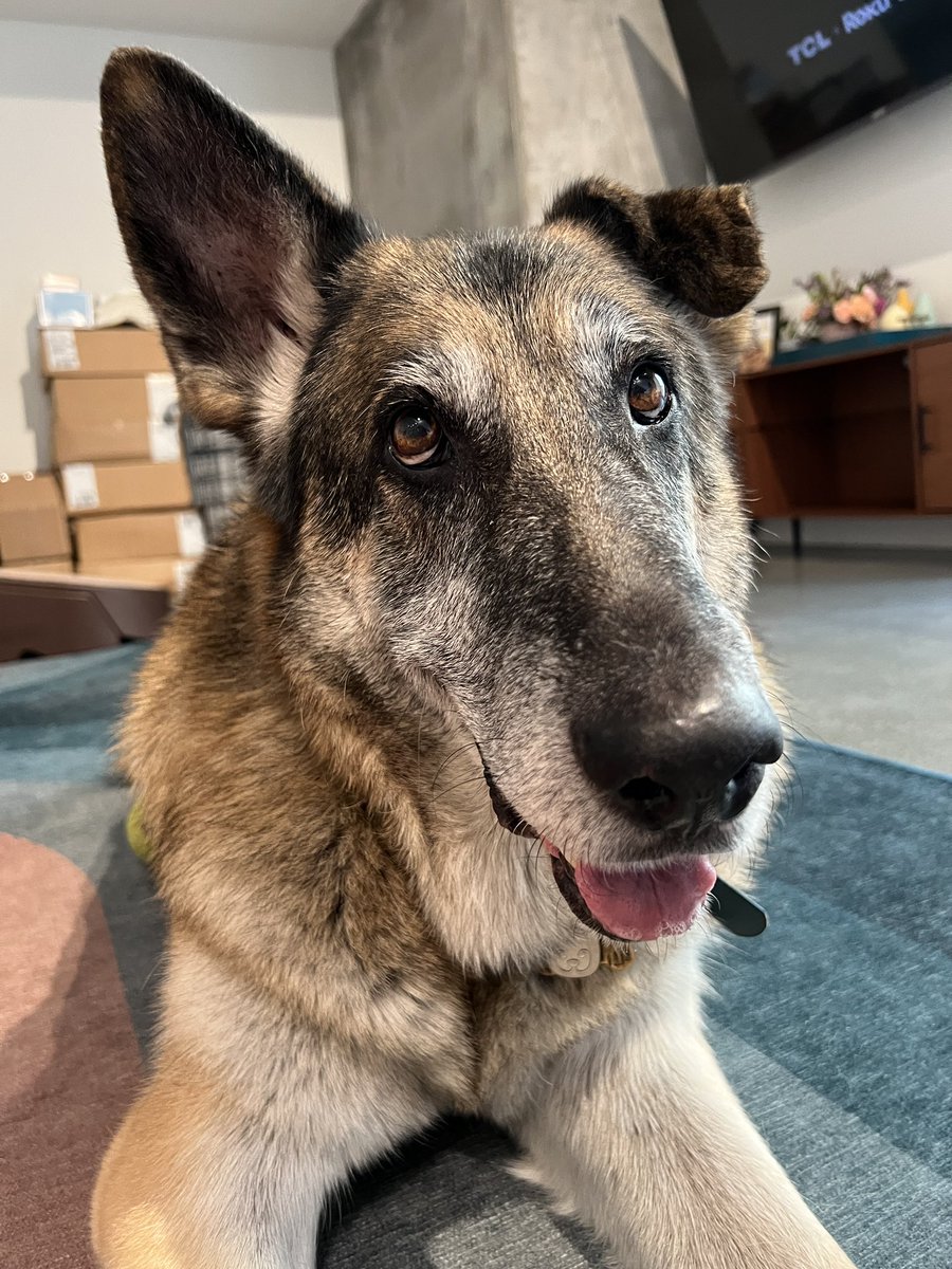 Doug, our CEO, wishes everyone a splendid long weekend full of love and good snacks 🐾