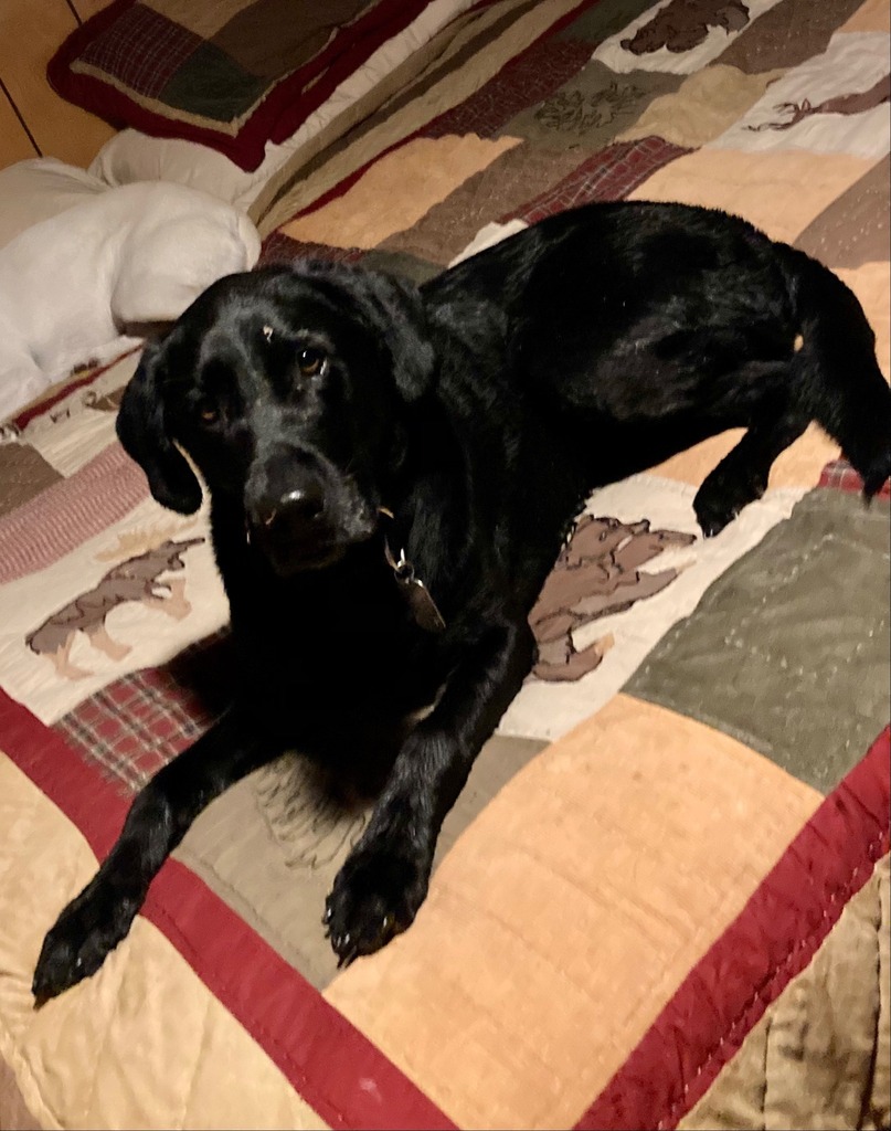 Lost Dog - Labrador Retriever - Male

Date Lost: 2022-09-02
Dog's Name: Kash
Breed of Dog: Labrador Retriever
Gender: Male
Closest Intersection: Co Rd 103, Crosslake, Crow Wing County, MN, US.
Zip Code: 56442
Color: Black
Dog's Age: 6 year(s)
Dog's Heigh… facebook.com/pages/p/337436…