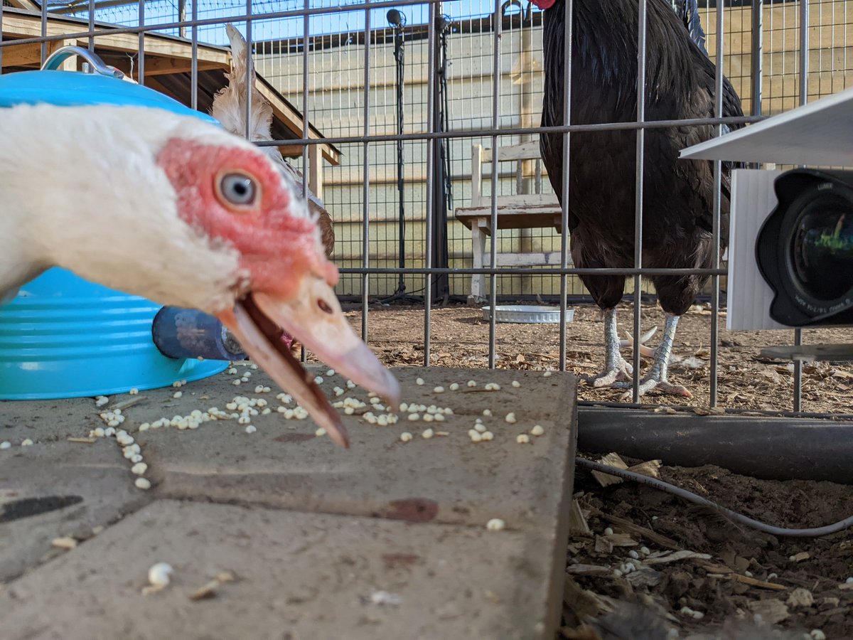 farmer_spence's tweet photo. Dr Scovy just got her own camera and feeder https://t.co/cIbw4SrO4g https://t.co/fHFeUN9tiM