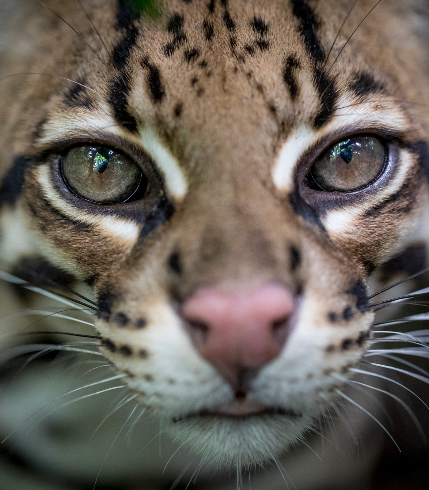 Amazon Studios on Twitter: "Wildcat is a documentary that follows an
