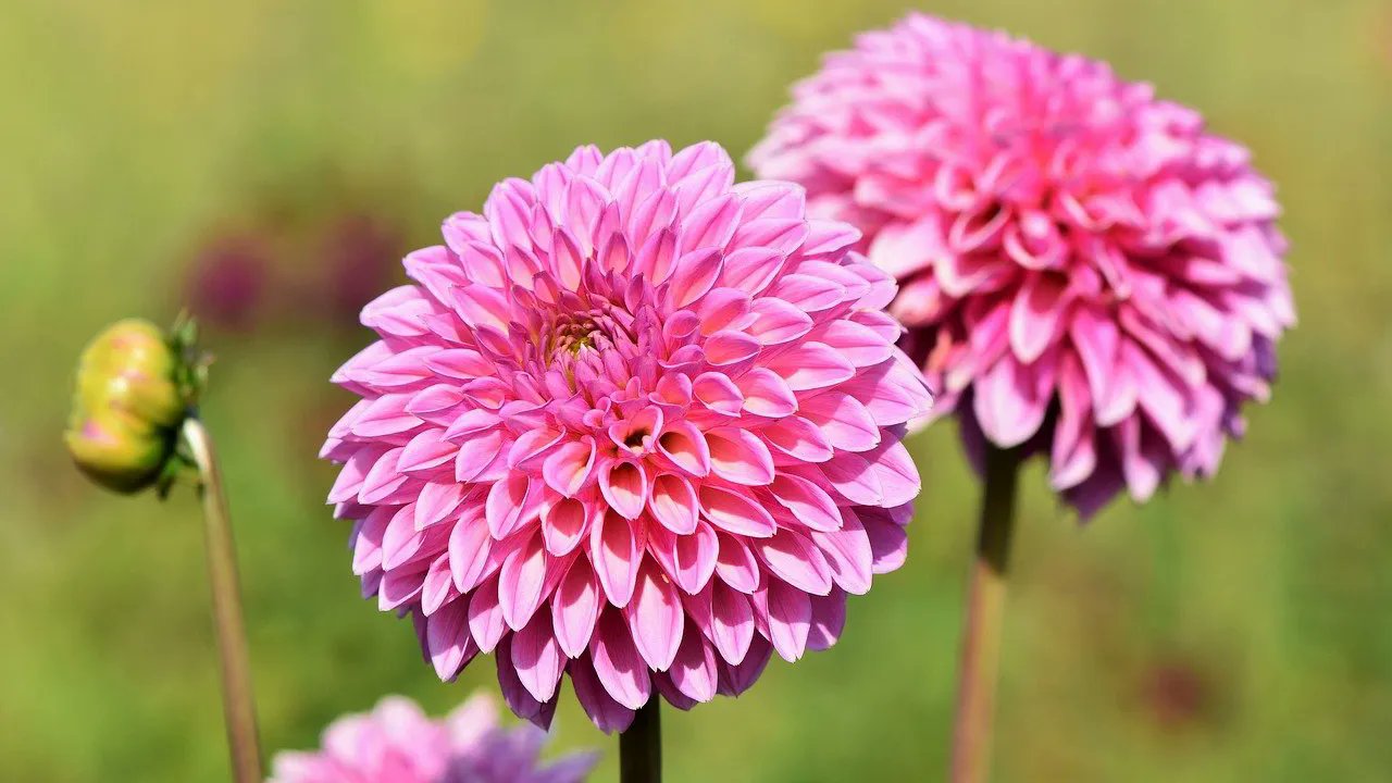 تويتر メリアルーム 土日祝いいねお休みです على تويتر 今日の花 9月3日の誕生日花は ダリア 花言葉は 品位 です この日生まれの人は あか抜けたセンスの持ち主 競争が苦手なのでがむしゃらに熱くなれず 身を引きがちなのは勿体ないです 9月3日 تويتر メリアルーム 土日祝いいねお休みです على تويتر 今日の花 9月3日の誕生日花は ダリア 花言葉は 品位 です この日生まれの人は あか抜けたセンスの持ち主 競争が苦手なのでがむしゃらに熱くなれず 身を引きがちなのは勿体ないです 9月3日