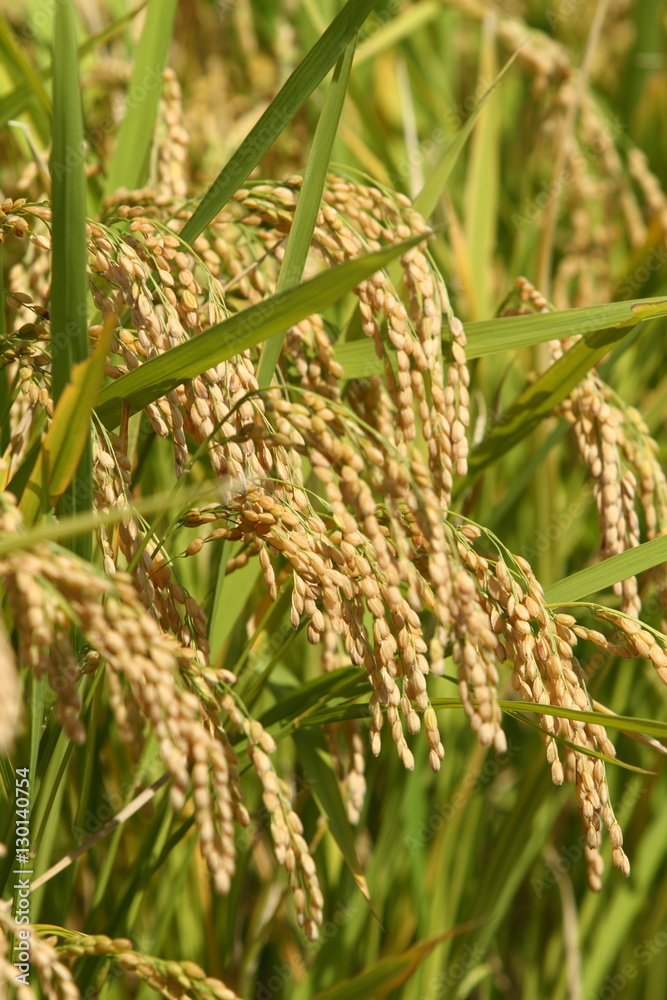velvia100's tweet photo. Ear of rice
https://t.co/Q7S5MqEs8E
#Autumn #riceplant #earofrice #bearfruit #Closeup #leaf #leaves #yellow #green #nature #landscape #Japan https://t.co/5DZUWbeeLV