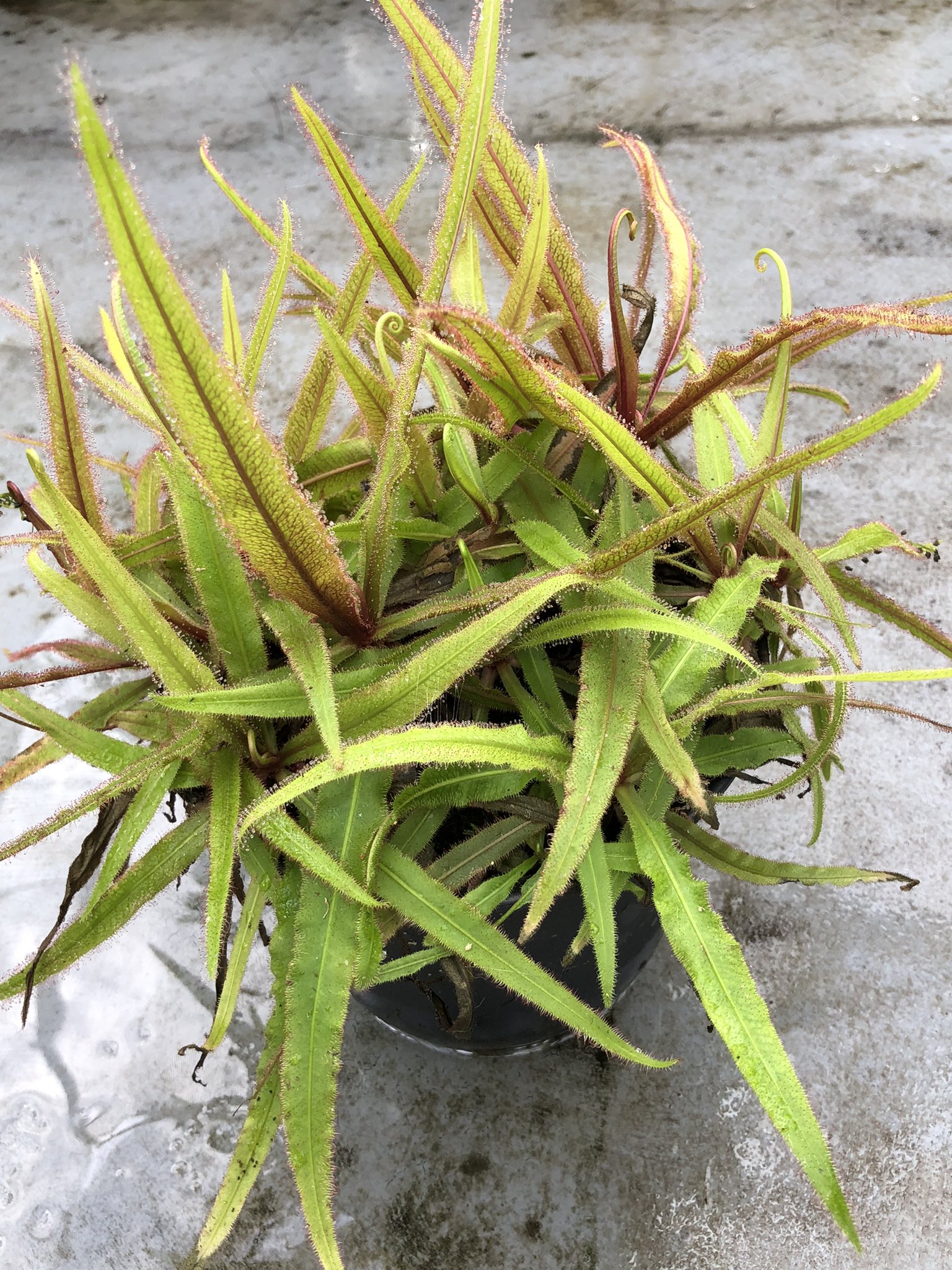 らんネコ on Twitter