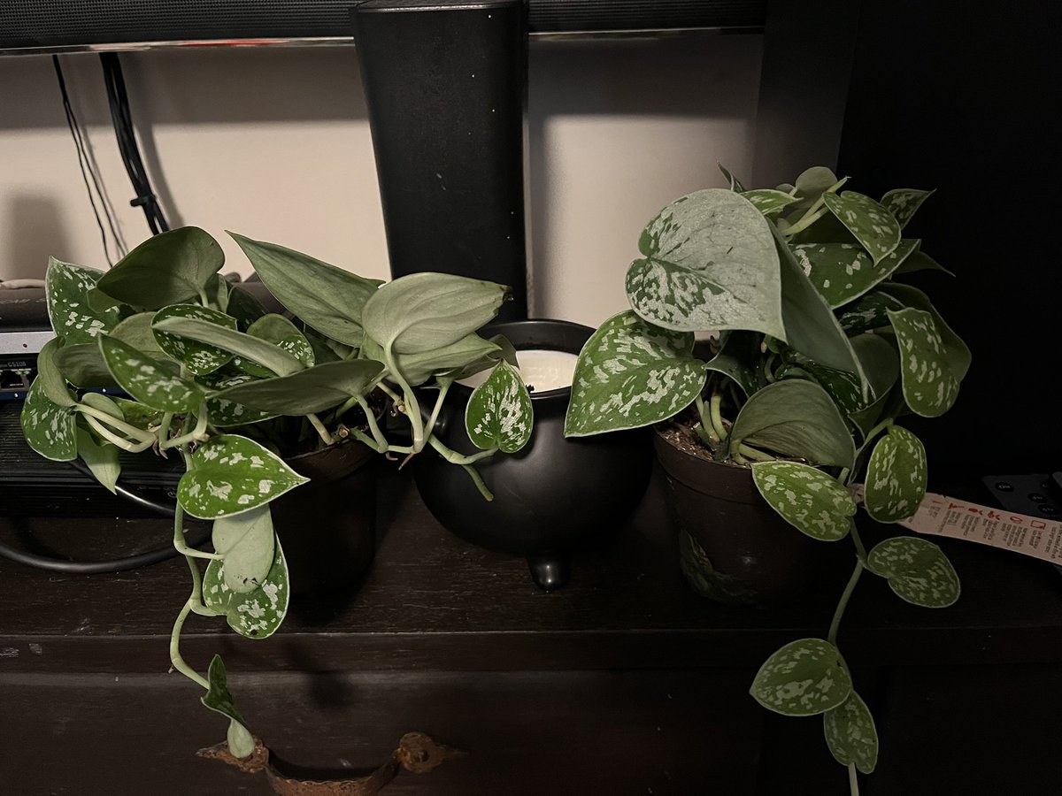 MogwifeJ's tweet photo. Scored two silver pothos today! They were still on a wrapped cart but my vendor loves me and let me get them! $3 each. I’m so happy. Also the tiniest baby leaf 😩🥹 @PokeFanTrevor 

#planttwitter #houseplants #plantlover #plantmom #plantdad #pothos #silverpothos https://t.co/N3Ein07tNJ