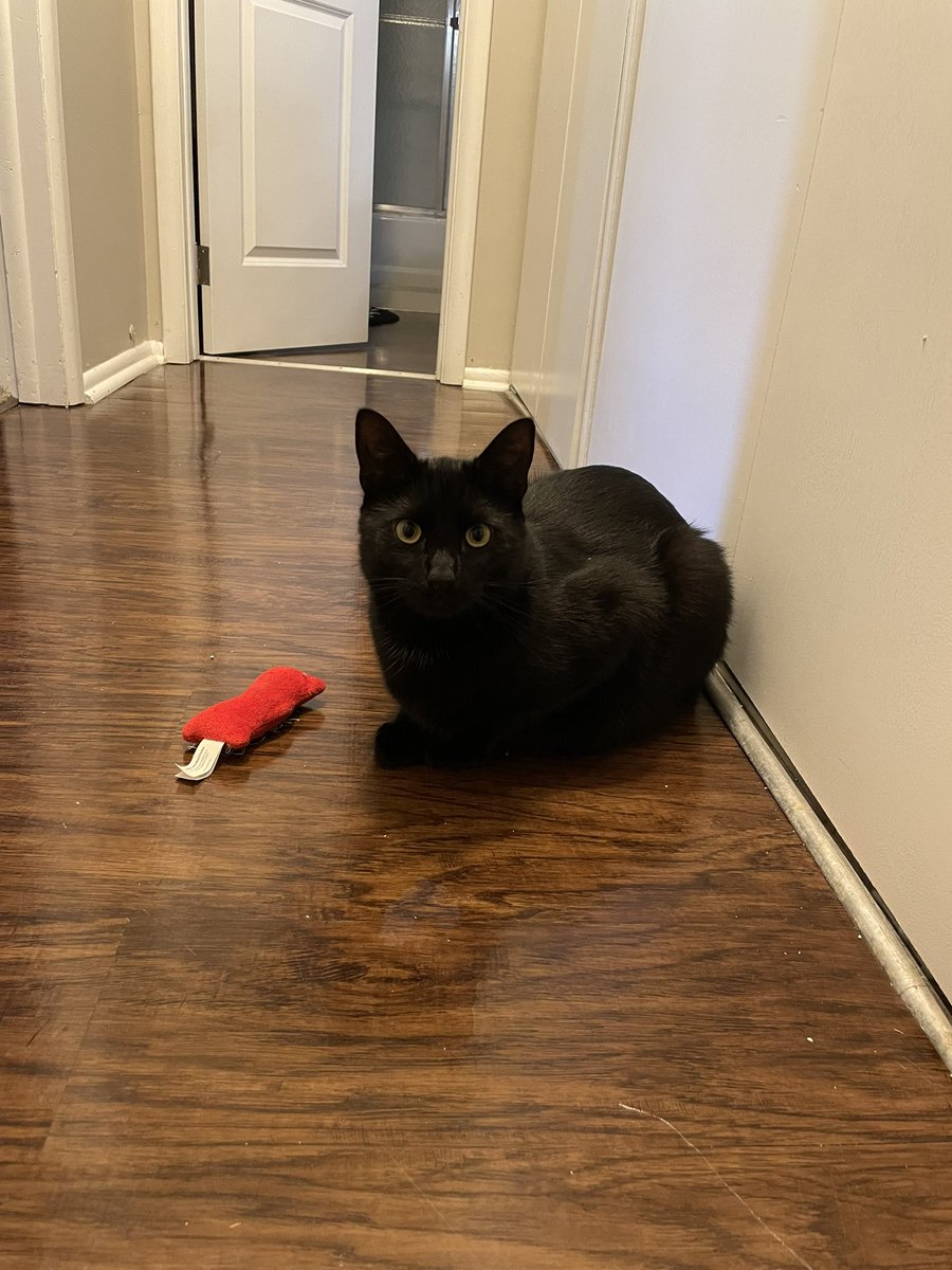 DavidRebowo's tweet photo. new kitten today :) no name yet but he likes looking out windows and watching @IM_Rosen. poor Cannoli is having a hard time adjusting but he’ll get there https://t.co/FldX8GBU9X