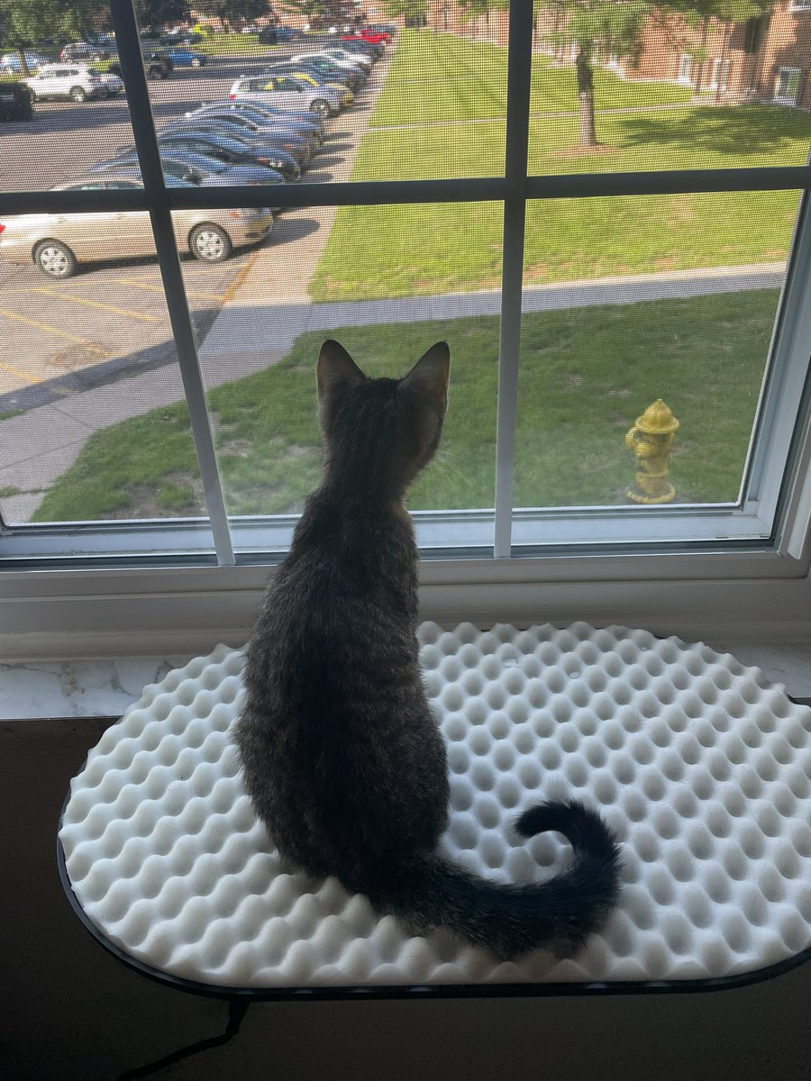 DavidRebowo's tweet photo. new kitten today :) no name yet but he likes looking out windows and watching @IM_Rosen. poor Cannoli is having a hard time adjusting but he’ll get there https://t.co/FldX8GBU9X