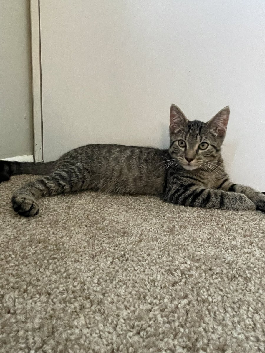 DavidRebowo's tweet photo. new kitten today :) no name yet but he likes looking out windows and watching @IM_Rosen. poor Cannoli is having a hard time adjusting but he’ll get there https://t.co/FldX8GBU9X
