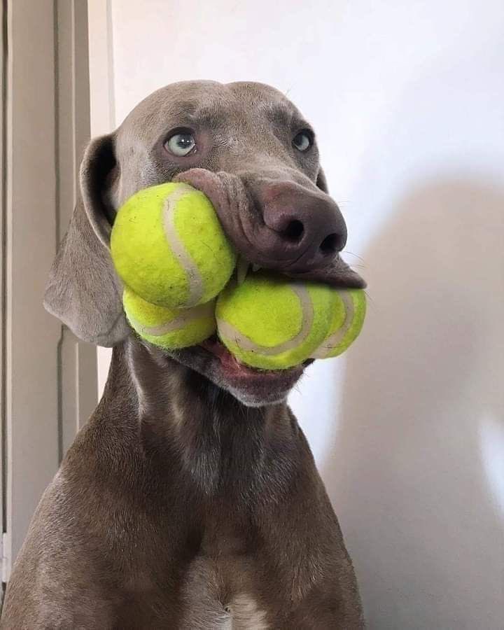 The Sage tweet media