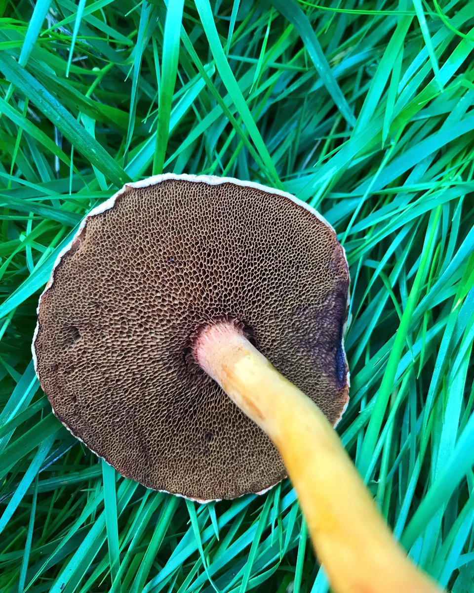 becssim's tweet photo. 🚩 trypophobia 🚩 beautiful find 💛  #mycology #mushrooms #fungi #fungus #mushroomphotography #fungiphotograhy #mushroomhunting #mushroomlove #mushroomseason #fantasticfungi #mushroomlover #scottishfungi #scotlandphotography  #mushroomspotting #forage #forager #wildlife #mushlove https://t.co/odOc16dalA