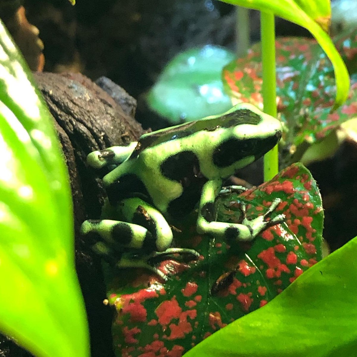 MiniZooUK's tweet photo. Can't wait to get some more #DartFrogs in the collection. #WatchThisSpace 

Green and Black Dart Frog (Dendrobates Auratus).. 

#dendrobatesauratus #dartfrog #terrarium #poisonarrowfrog #poisonarrowfrogs #dartfrogs #nature #vivarium #bioactiveterrarium #amphibian #fittonia https://t.co/945t6Jh84l