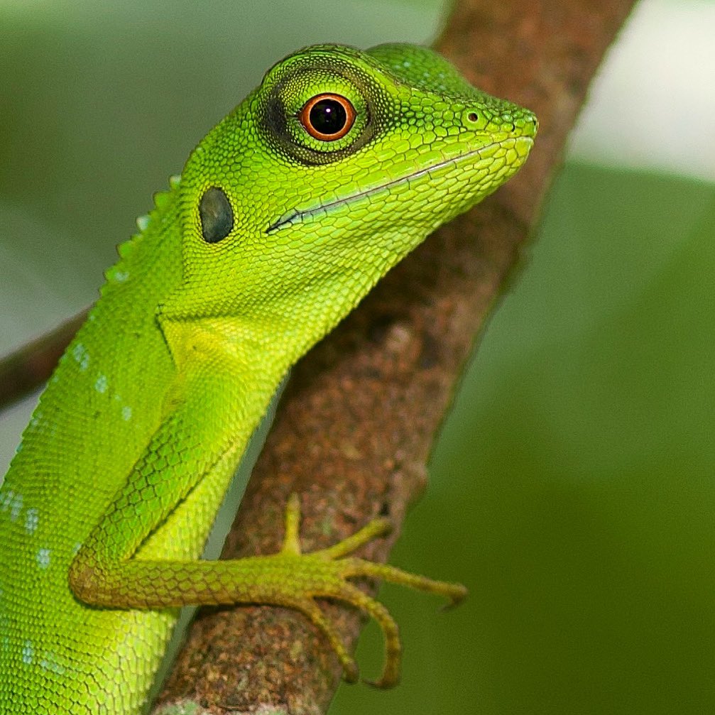 IncNaturalist's tweet photo. I spotted this finger-sized Green Crested Lizard settling tight to a branch as it hunkered down ready to face an impending storm. https://t.co/f5ArY1aV86