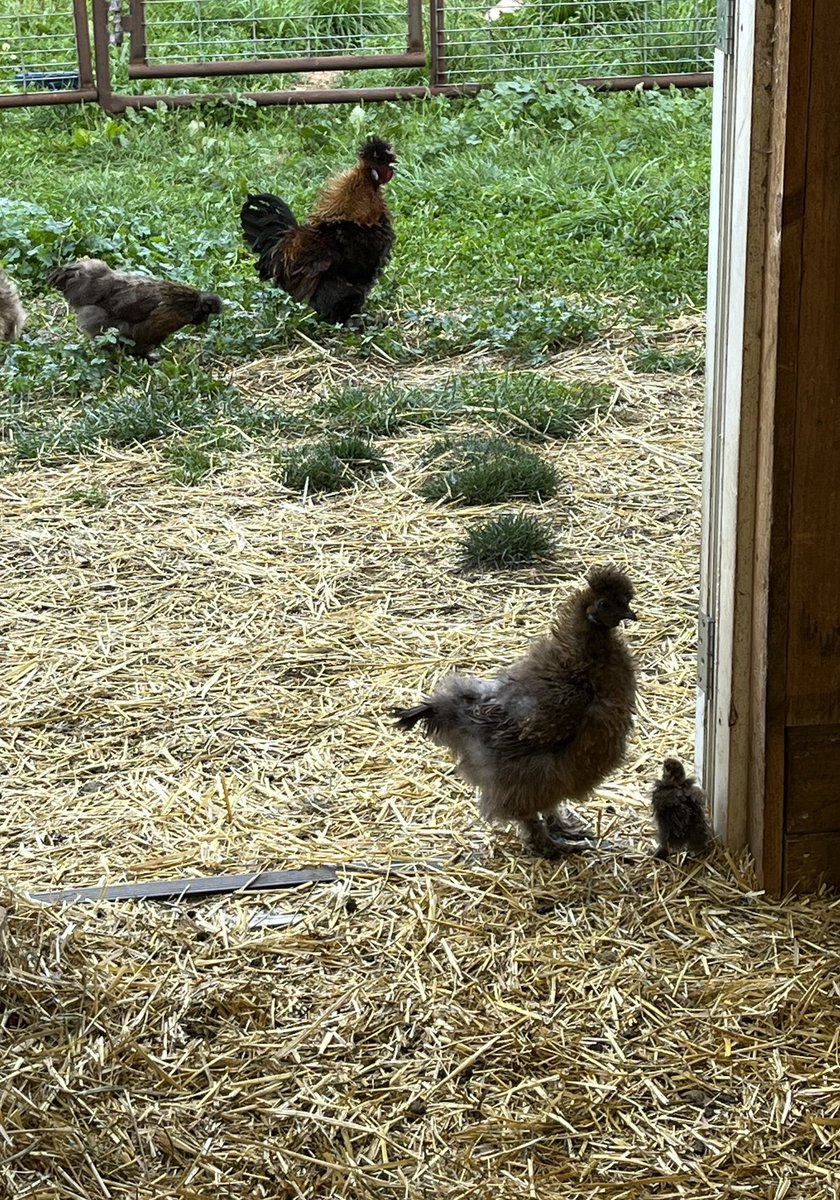 koylestewart's tweet photo. Foxy giving a tour to her chick Roxy 🤞(let’s hope it’s not Loxy - male). #EndlessSummer https://t.co/PdbUNQc18C