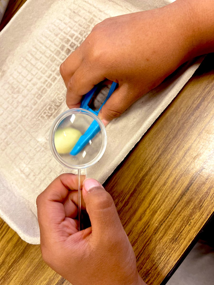 Abbie_Murray2's tweet photo. We got into bean seed observations today. We are so excited for next week to start our planting! #amstiforall #amsti22 @amstiuna #secondgradescience https://t.co/xsx3Sx8x5w