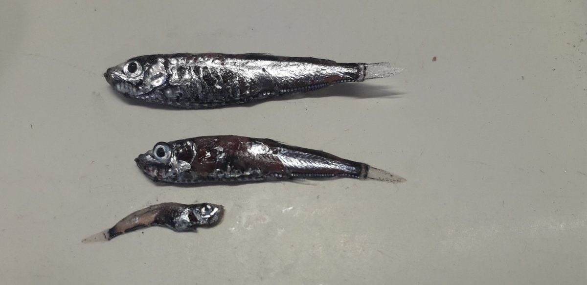 Thibault_Cariou's tweet image. First sampling day of the #M2S2 survey! We found an acoustic mark early this morning and had the chance to make one of the first #RVTomCrean haul! 🎣 This allows me to present the species we&apos;re after in this survey: Maurolicus muelleri @MarineInst  @RVMarineInst