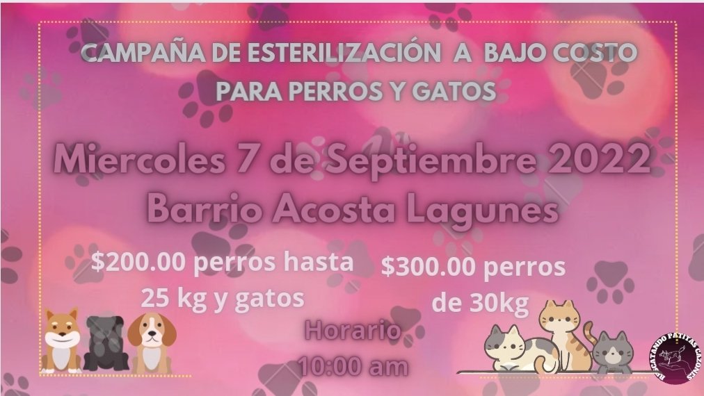 Rescatando Patitas Cazones tweet media