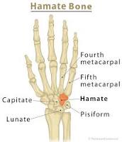 ansky13's tweet photo. @RealMichaelKay Hey Michael, the hamate bone is one of the carpal bones which forms part of the wrist joint. Keep up the great work! Go Yanks! https://t.co/tXN0OJvvNX