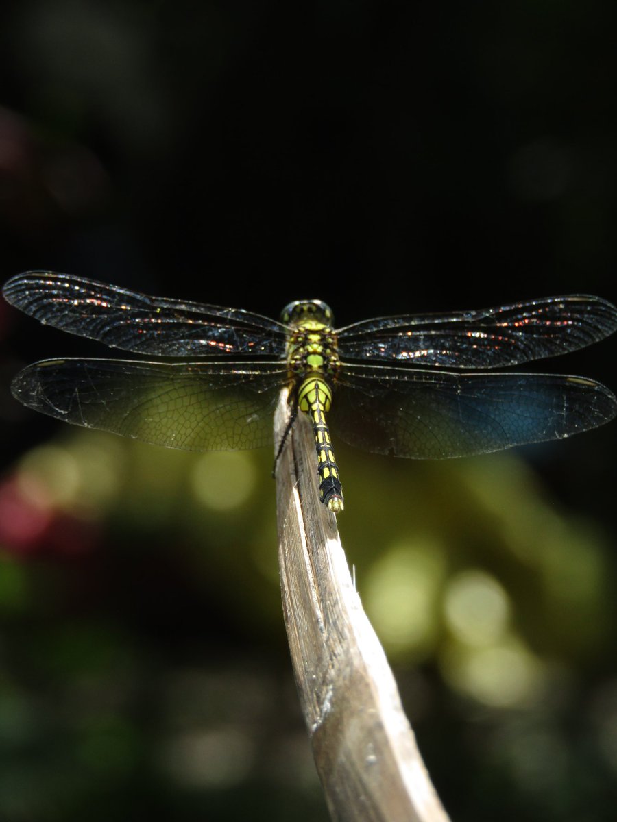 Light2989's tweet photo. Come my lady you're my dragonfly. https://t.co/PgDWeiONHe