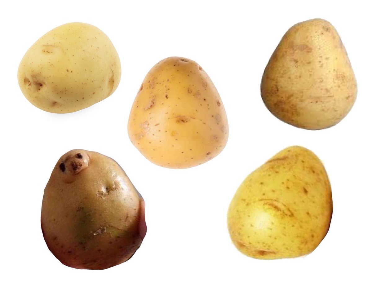 agg_tart's tweet photo. Sea potatoes 🥔🌊🦭 https://t.co/RCXq9AKRfB