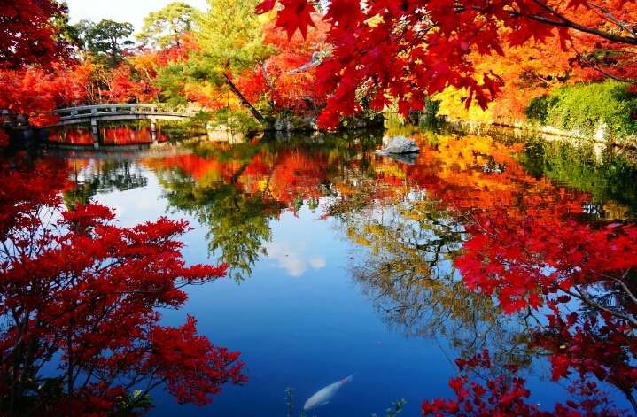 GKTT9iumTjdTnjp's tweet photo. ＜日本の秋の風景－１＞
あきになると、紅葉がきれいです。 https://t.co/U38c4WMCil