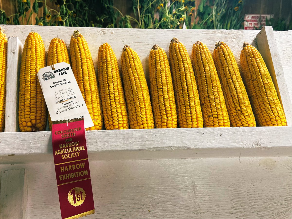 farmgirl444's tweet photo. Gotta love the red ribbon π₯ CROPLAN 4265 taking first place in @FairHarrow 22 crop year 3150 heat unit & under class #croplanfriday #166harrowfair https://t.co/GZpdROCVlJ