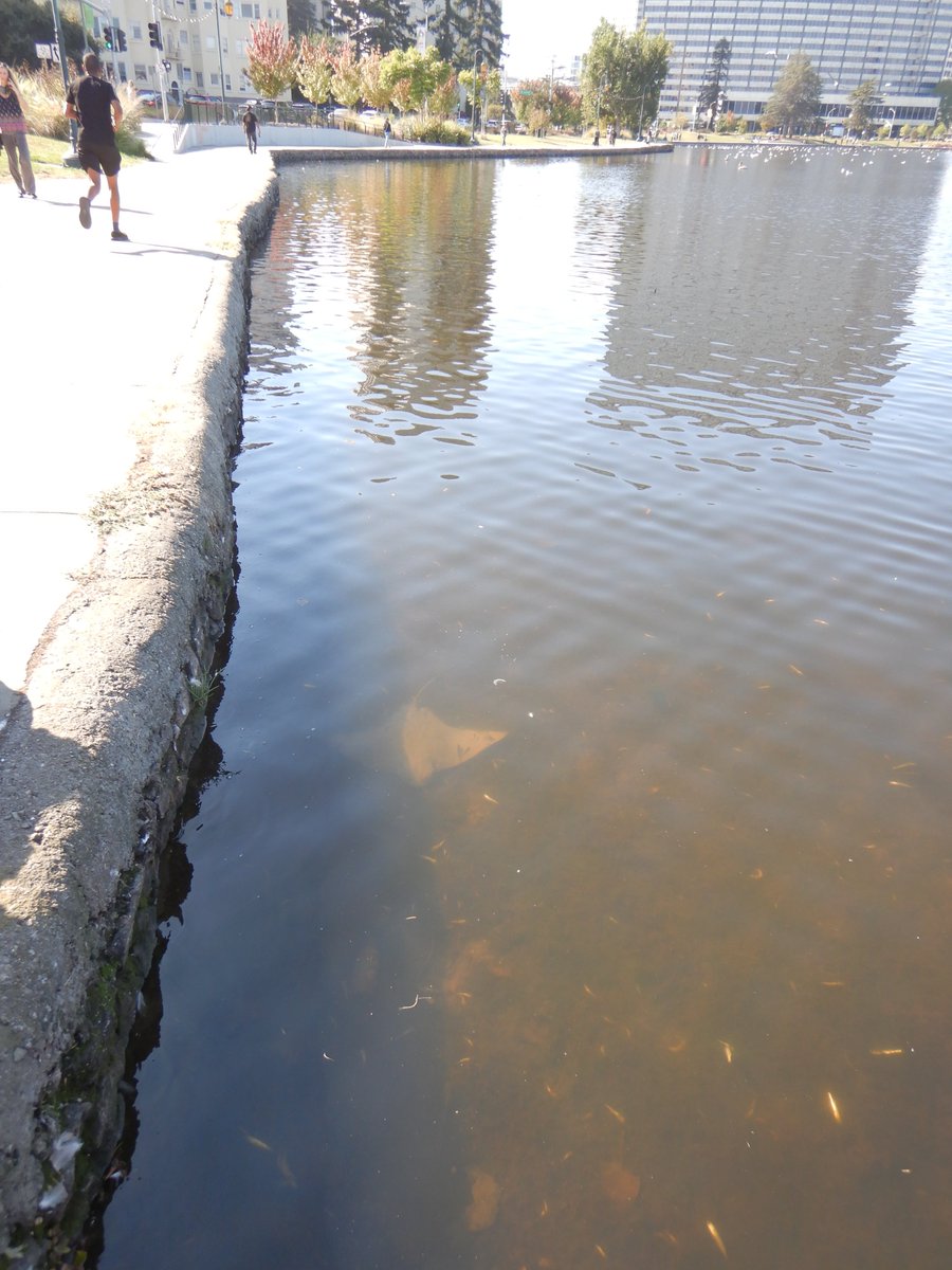 fhabprogram's tweet image. SF Bay is currently experiencing a red tide, for more info on what the Water Boards is doing and tracking of this red tide visit the HABs Portal under Alerts bit.ly/2J2PqXL