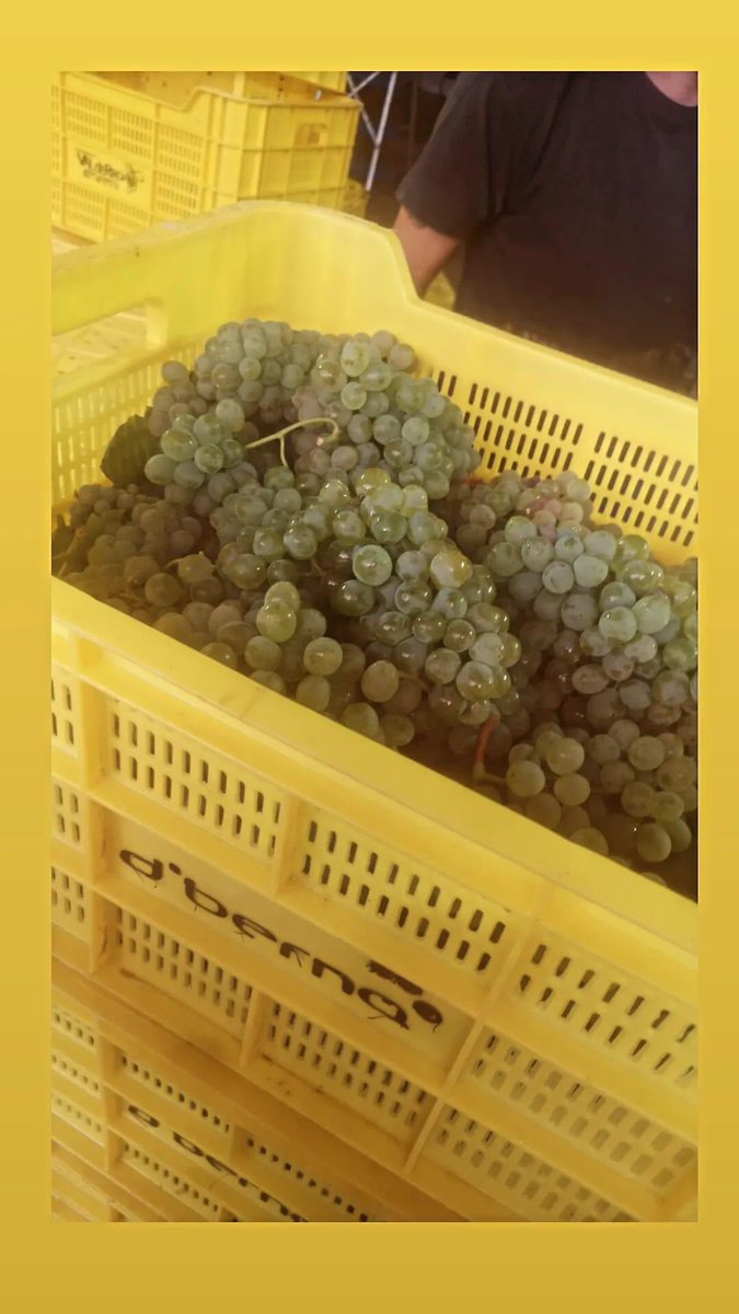 CRDOValdeorras's tweet photo. ✅👉 Xa é #TempoDeVendima en Bodegas d’berna👇👇 https://t.co/dsKxZKwKEu