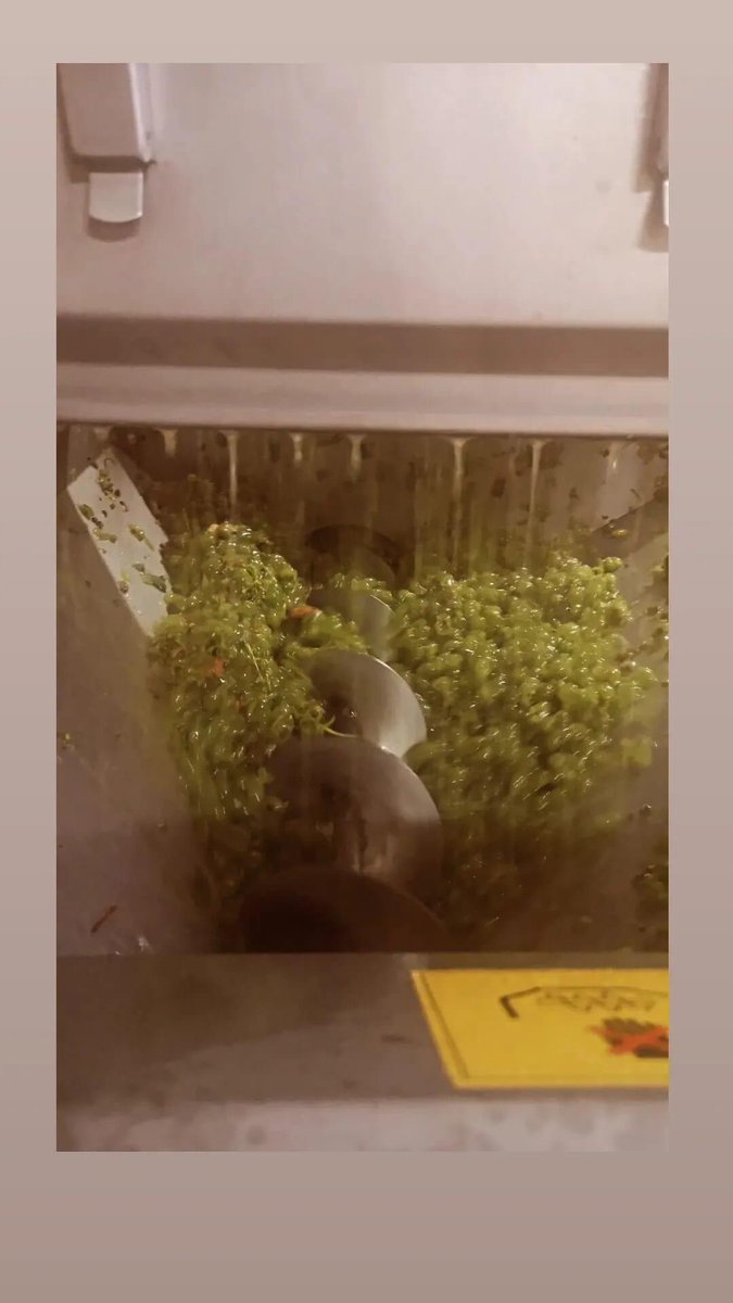 CRDOValdeorras's tweet photo. ✅👉 Xa é #TempoDeVendima en Bodegas d’berna👇👇 https://t.co/dsKxZKwKEu