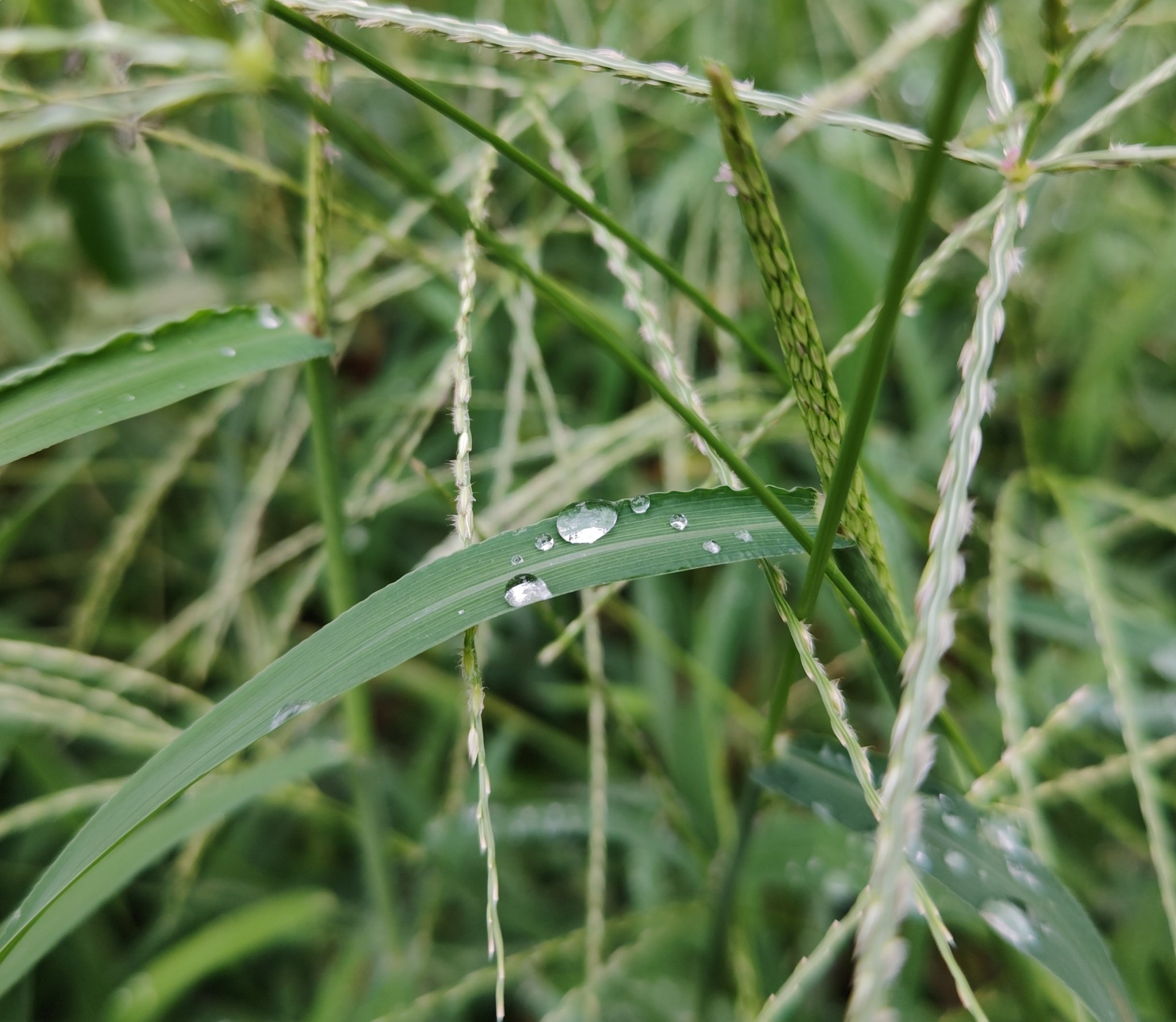 オヒシバ Twitter Search Twitter