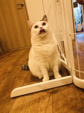 Cat Cafe Obc 福岡にある猫カフェ 子猫のへや