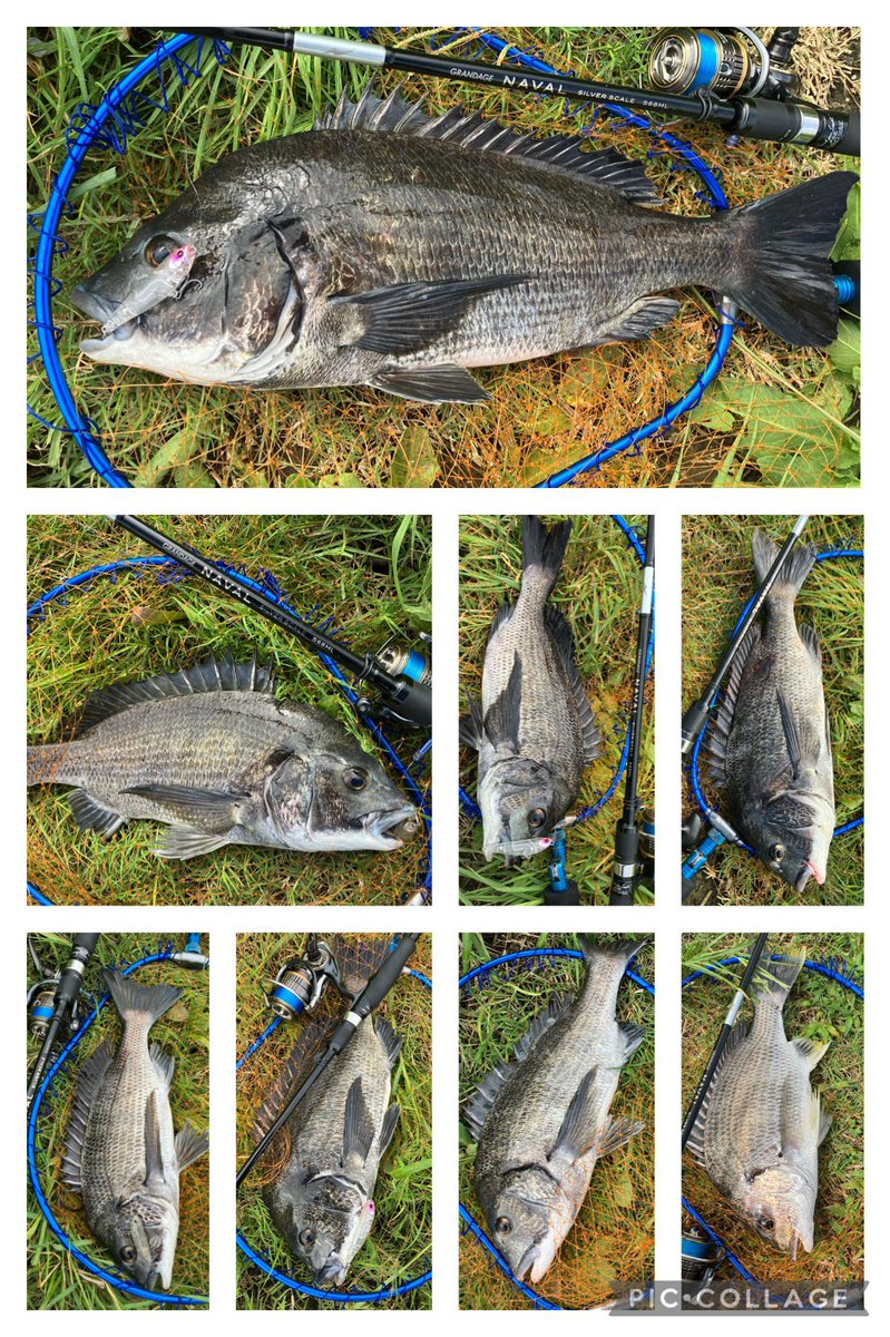 ta_chin_bream's tweet photo. APIA事務所行く前に少しだけチヌトップ。短時間で8枚、満足(´∀`*)
さて、行こっ🐟
#ARGO69 #アルゴ69 #フェイキードッグCB #チヌトップ #GRANDAGENAVAL #シルバースケールS68ML #APIA https://t.co/YPyhYwm1Ay