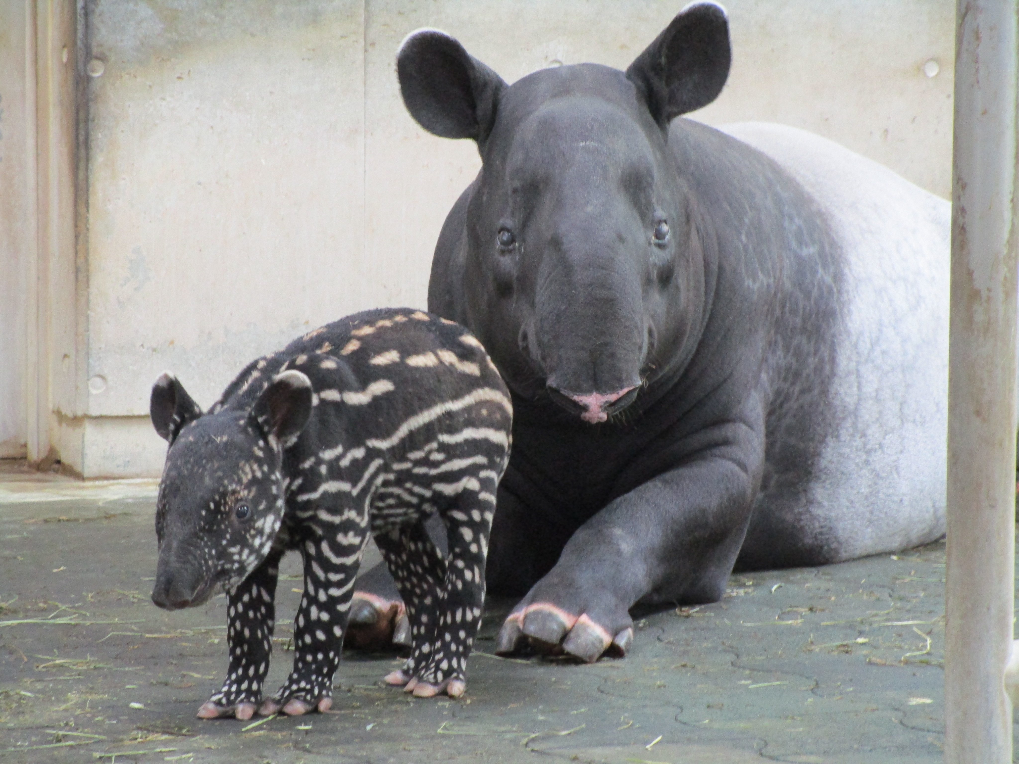 グレーの象型スツール、下位賞オマケクマちゃん付き