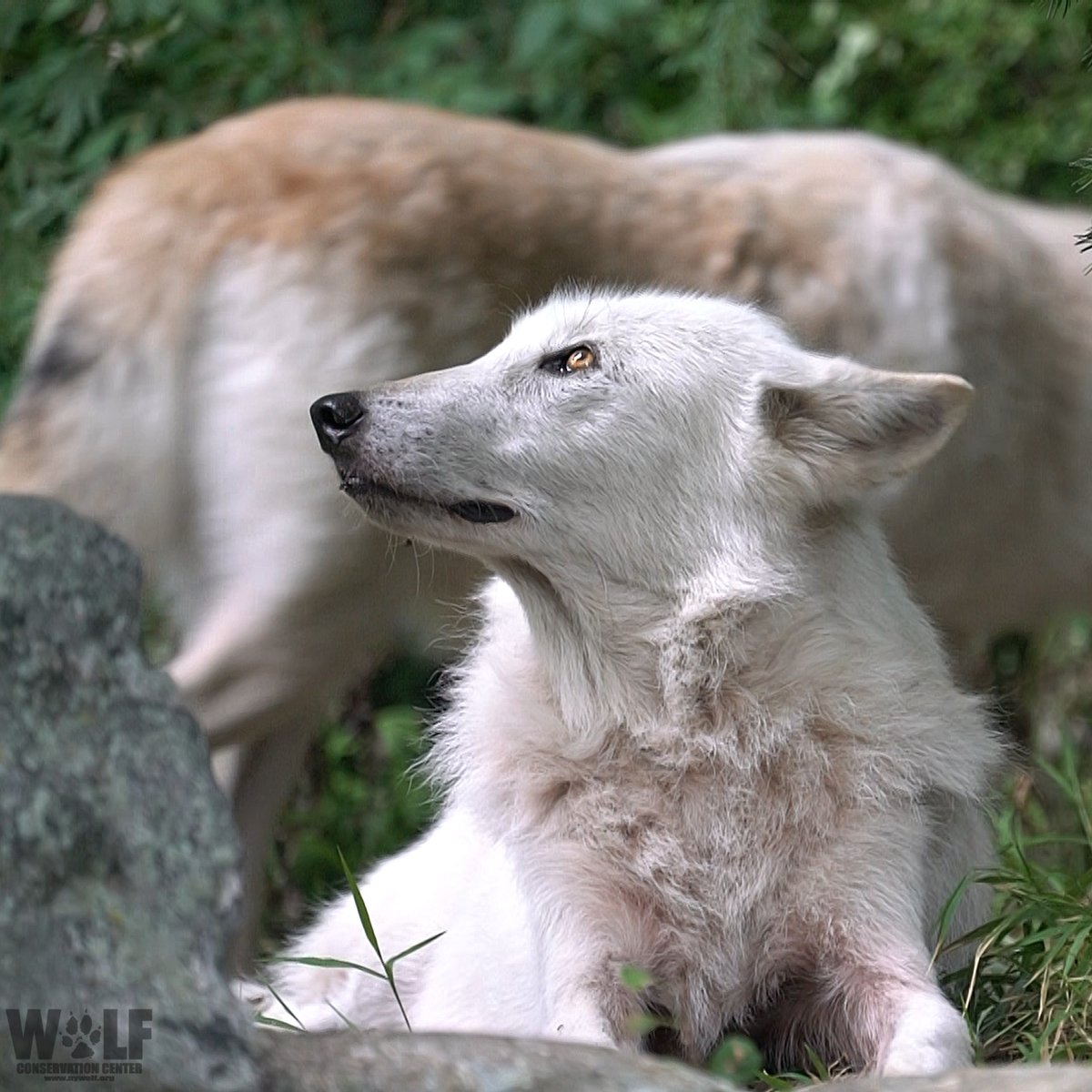 nywolforg's tweet photo. Where do our thoughts go when we forget things? 🐺 https://t.co/igVDnnPhLC