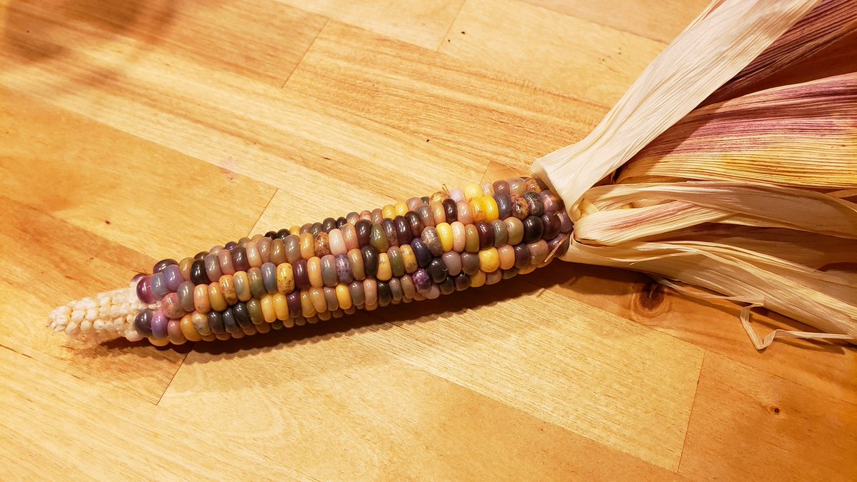 SandHillThicket's tweet photo. Just checked on the #GlassGem #Corn. Almost there! I expect the colors will deepen/get brighter over time. I'm like a kid on Christmas morning! 😁 So exciting! https://t.co/If8G28ylwo