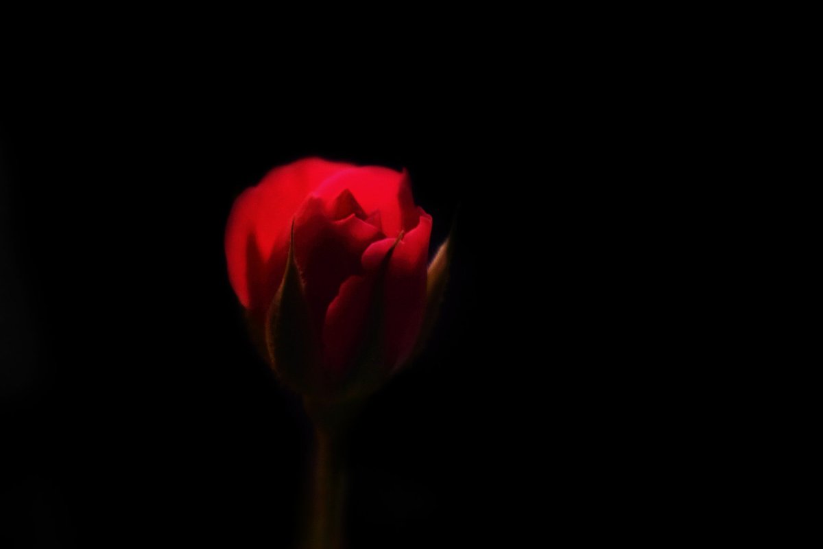 AmartyaKumar7's tweet photo. @NikonUSA https://t.co/M4VajsGZNG