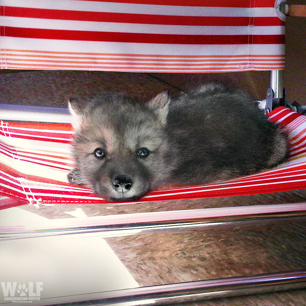 Chill like a wolf pup 🐺