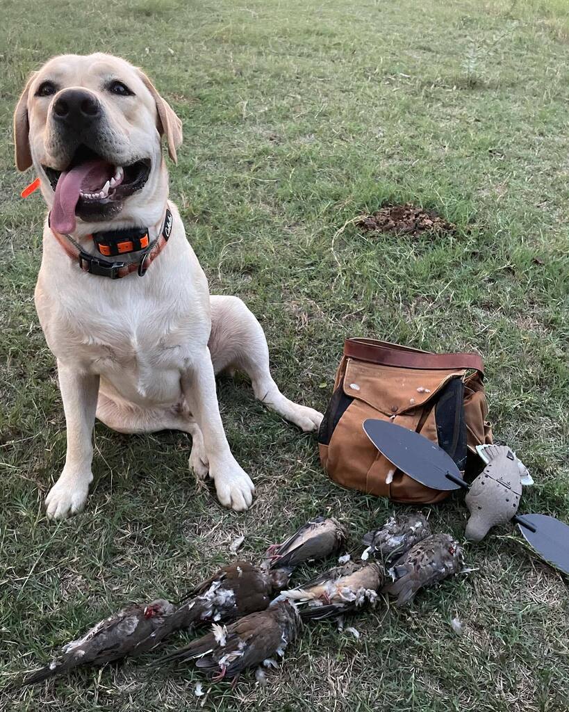 jmfryar's tweet photo. Super proud of this young man on his first real hunt! He retrieved them all!  He needed a little help on a couple of really hard ones,  but overall, great job! https://t.co/Bdu6FWTp7w https://t.co/fDZg4TmRom
