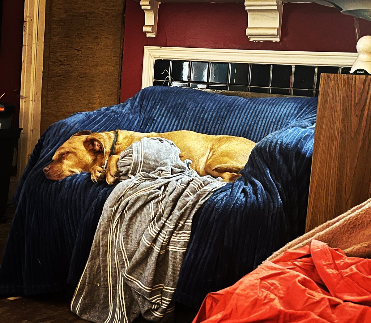 cmullis1209's tweet photo. A Friday night spent with Ivar Dog is a night well spent. #IvarDog #fridaynightathome https://t.co/KwfiQe2AZA