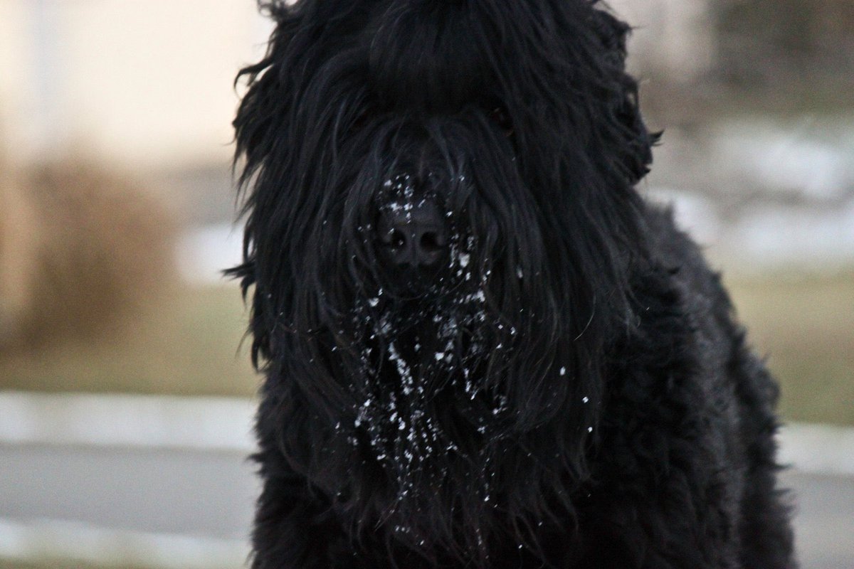 sara_hagarty's tweet photo. @Joan_1951 #blackdogsrule hahaha bc they do! What we actually might have something in common. No way this can’t be possible! We aren’t supposed to have anything in common. What has this world come to… https://t.co/oATMCRSF8f