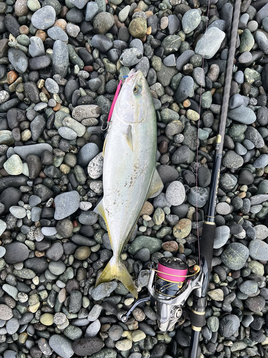 XM1xr's tweet photo. 西湘サーフ
ワカシもイナダサイズになってきました
#西湘サーフ
＃イナダ https://t.co/kwrfxgFT2r