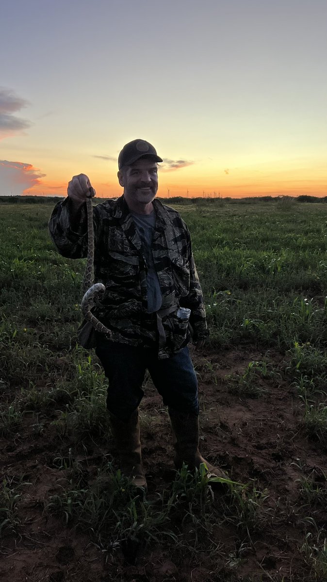 pstroybrewer's tweet photo. Iv never had one strike at me before. It was a split second rattle that sounded like a loud bug and then a leap towards me like it would after the middle of my thigh!!! I was dove hunting and got him good. You missed devil! #Rattlesnake #texas #dovehunt #RedemptionRanch #Ps91 https://t.co/61APKxVron