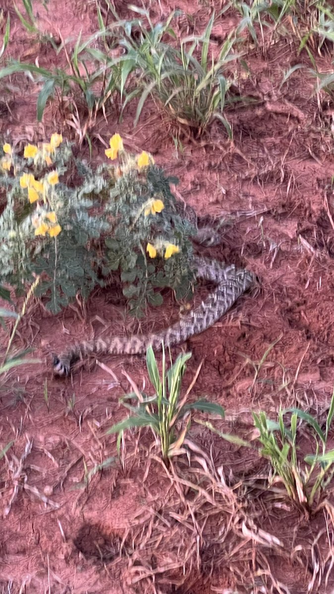pstroybrewer's tweet photo. Iv never had one strike at me before. It was a split second rattle that sounded like a loud bug and then a leap towards me like it would after the middle of my thigh!!! I was dove hunting and got him good. You missed devil! #Rattlesnake #texas #dovehunt #RedemptionRanch #Ps91 https://t.co/61APKxVron
