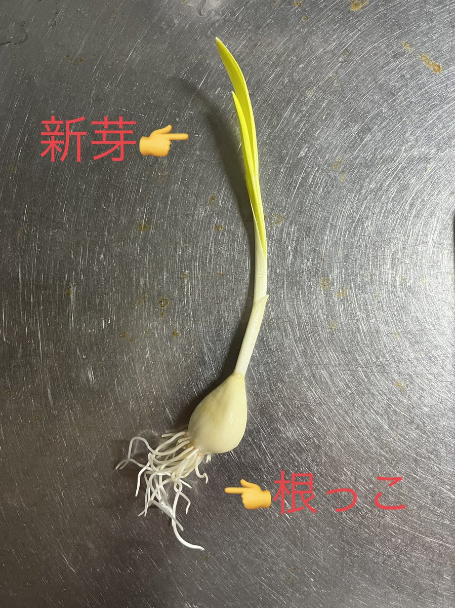 farmlabtokyo's tweet photo. 発芽にんにくは新芽から根っこまで全て食べられますよー！

#発芽にんにく #発芽ニンニク #にんにく #ニンニク #高島平 #板橋区 #西台 #蓮根 https://t.co/1xxTZKONkh
