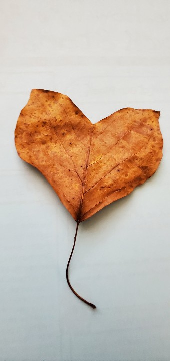 A student found this heart shaped leaf in her yard this morning &amp; brought it to school for me. Her &amp; another student gave it to me to put on my desk. 
It was very fitting because one of our vocabulary words today was momento and they go kinda like the leaf we gave you today! ❤